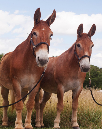 <p>A hybrid animal resulting from the cross between a horse and a donkey, known for its strength and agility.</p>