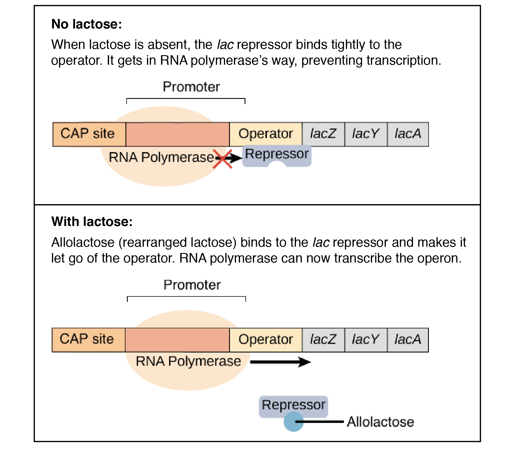 <p>binding site on the repressor where lactose attaches, causing repressor to let go of the promoter region → RNA polymerase can bind to that site &amp; start transcription until lactose is gone</p>