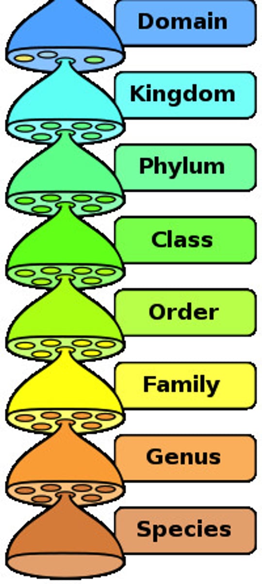 <p>Domain, Kingdom, Phylum, Class, Order, Family, Genus, Species (Darn King Philip came over for great spaghetti).</p>