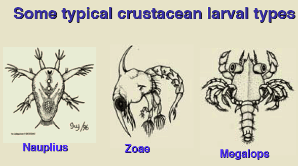 <p>Arthropoda, Pancrustacea, Mandibulata: Crustacea</p>