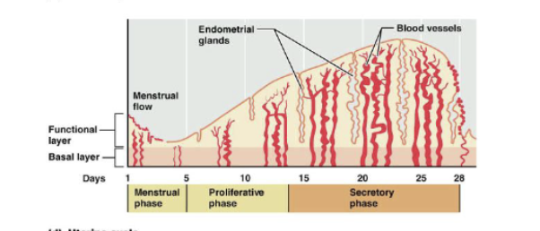 <p>uterine: proliferative, secretory</p>