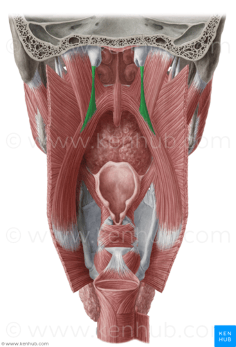 <p>what is the o,i,a,in of the salpingopharyngeus?</p>