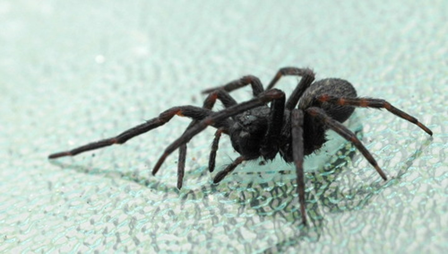 <p>Scorpions, spiders</p>