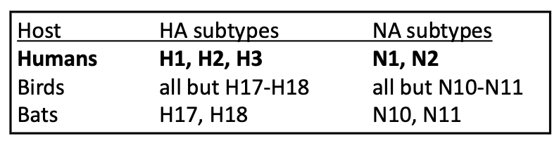 <p>H and N</p><ul><li><p>18 subtypes of HA</p></li><li><p>11 subtypes of NA</p></li></ul><p></p>