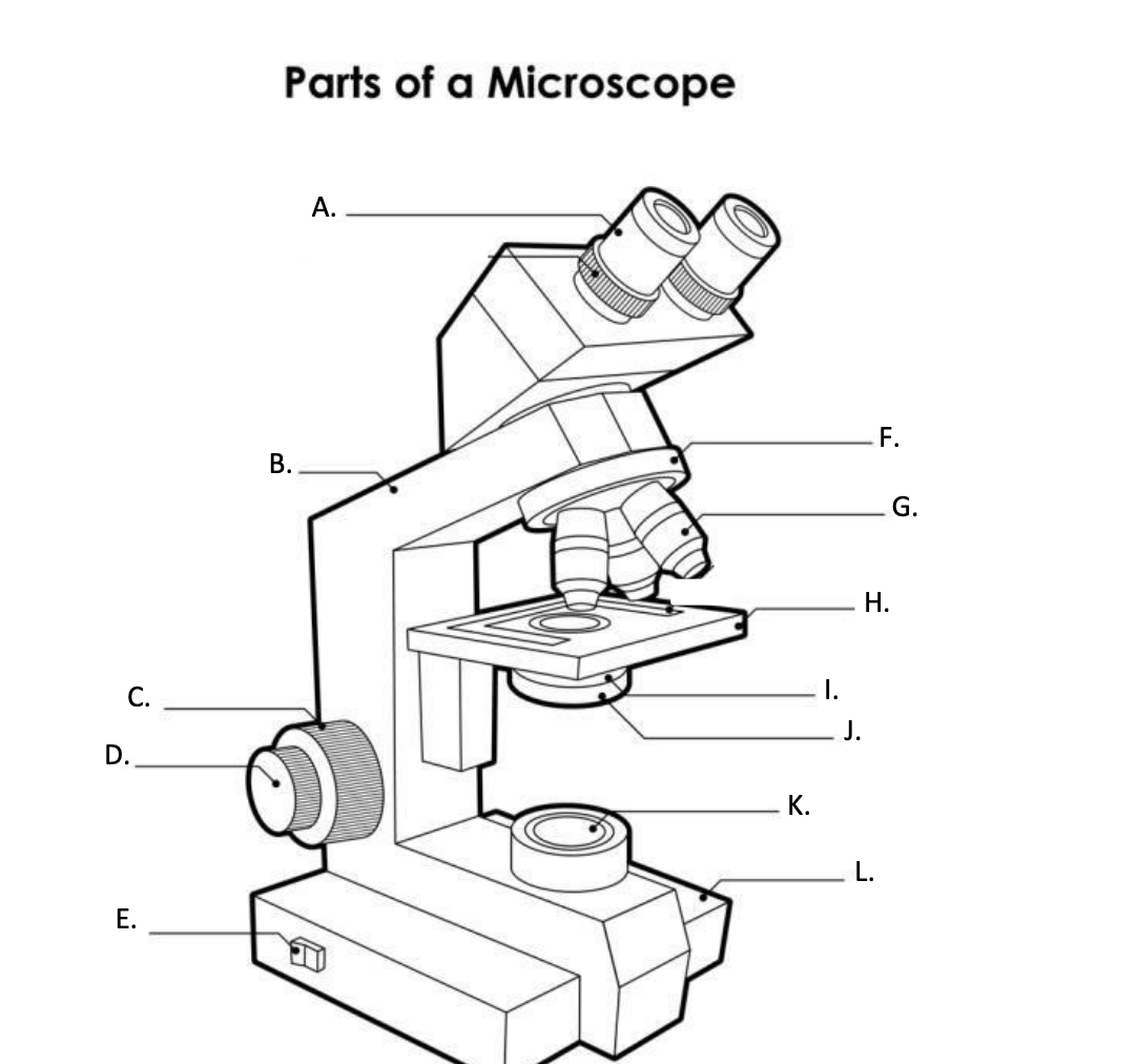 <p><strong>A. Eyepiece Lens</strong></p>