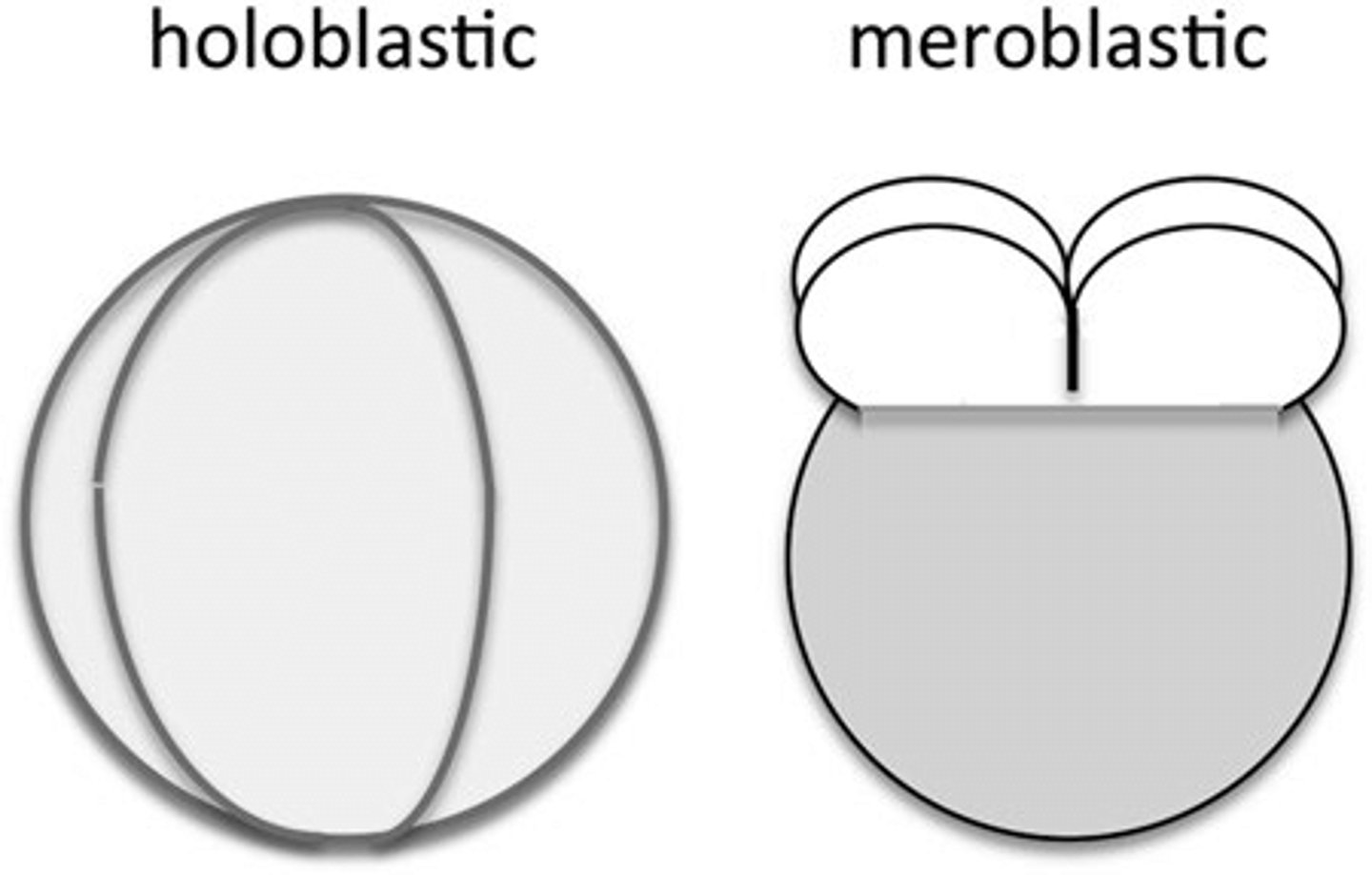 <p>holoblastic</p>