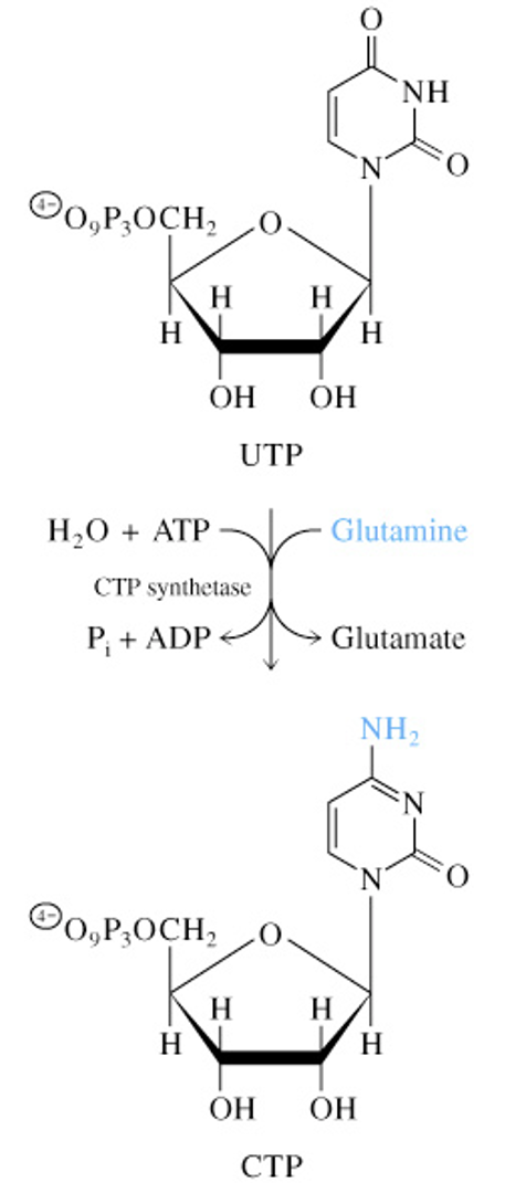 <p>UMP + <span style="color: #fe82ff">ATP</span> → UDP + <span style="color: #fe82ff">ATP</span> → UTP + <span style="color: #fe82ff">ATP</span> + <span style="color: #84ff7a">Glutamine</span> → CTP + Glutamate</p>
