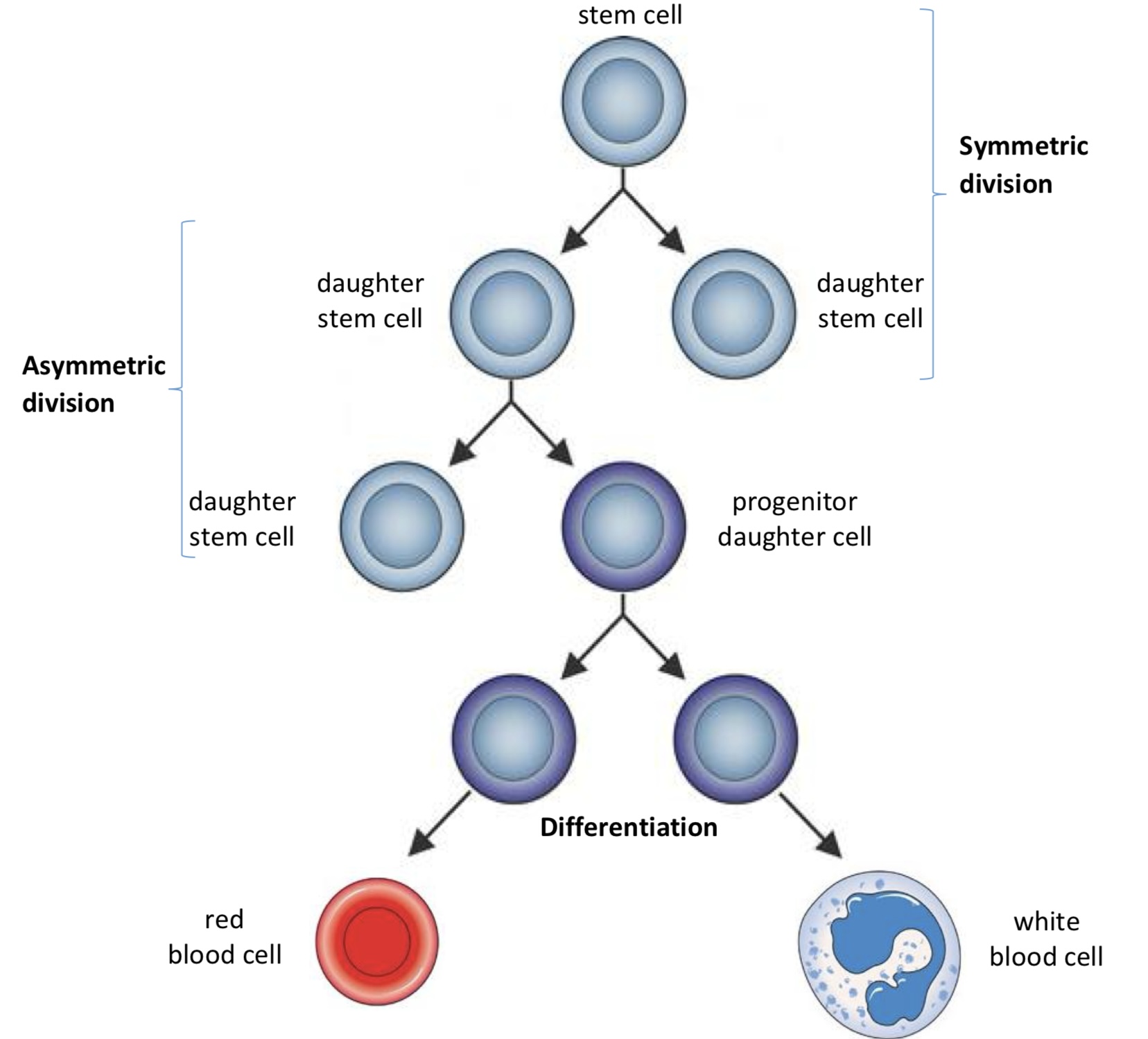 <p>1) symmetrical division → stem cell divides to produce 2 genetically identical daughter stem cells. this maintains the pool of stem cells for further division.</p><p>2) asymmetrical division → stem cell divides to produce 1 genetically identical daughter stem cell and 1 progenitor daughter cell. progenitor daughter cell helps increase or renew population of specialised cells in specific tissue.</p>