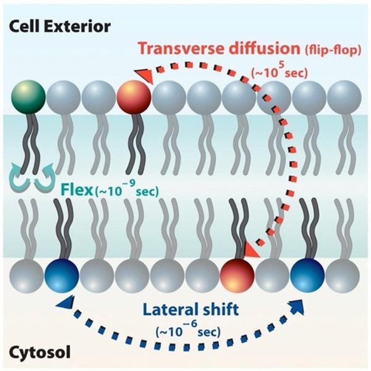 <p>Weak hydrophobic interactions allow lipids and proteins to move laterally within the bilayer.</p>