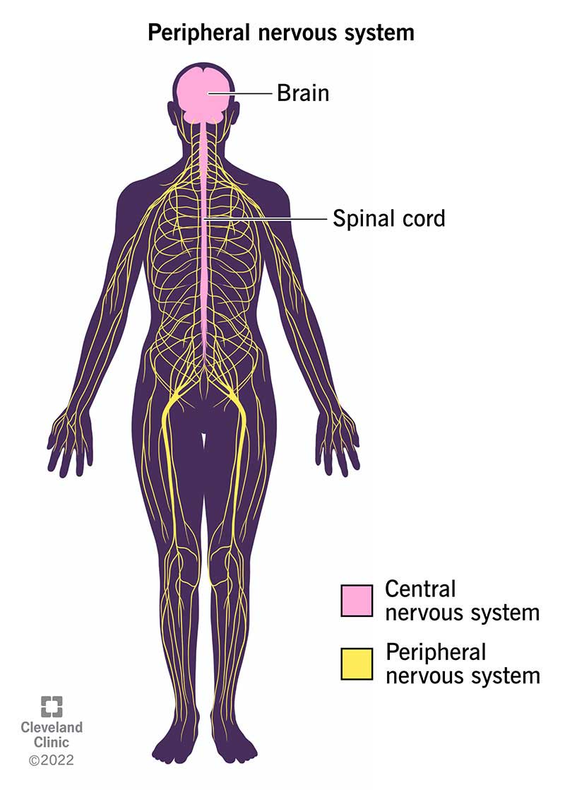 <p>PNS</p>