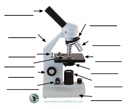 <p>Ocular (eyepiece) lens</p>