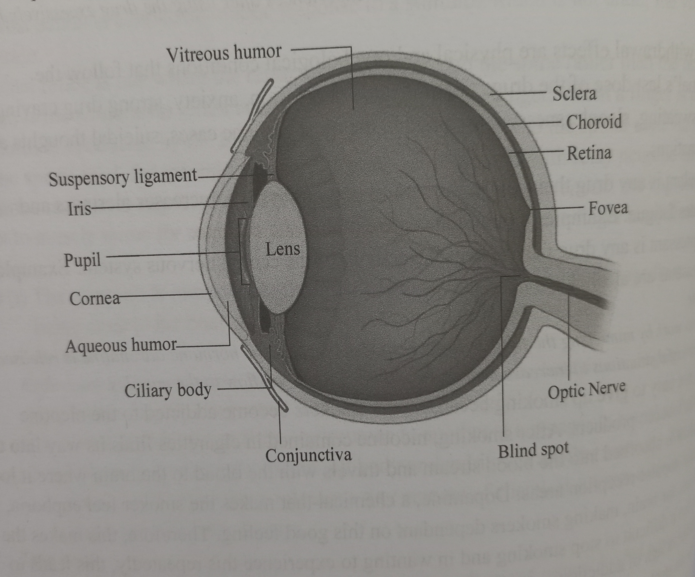 <p>Is an organ of the body specialized for sight or visual system.</p><p></p>