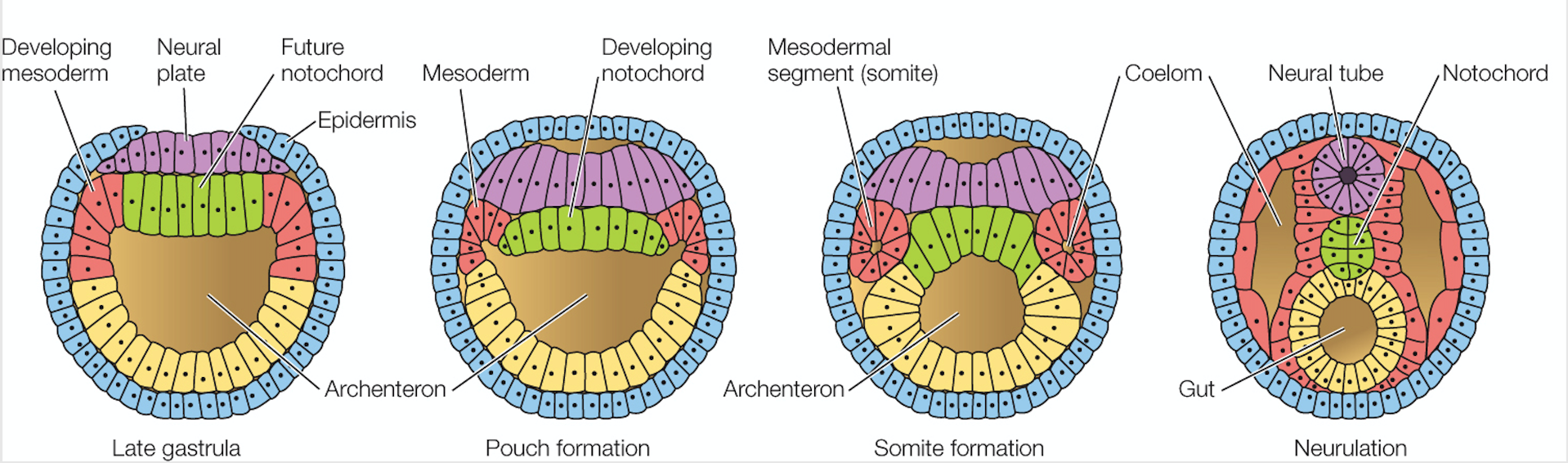 <ol><li><p><strong>Amphioxus</strong></p></li></ol><ul><li><p>Process of neurulation begins with the formation of the neural ____, which is a thickened region of ______ cells.</p></li><li><p>The neural plate folds in on itself to form the neural ___, which is then separated from the surface ectoderm.</p></li><li><p>The neural ____ cells, which give rise to a variety of cell types, including ____ neurons, are formed from the ectodermal cells adjacent to the neural tube.</p></li></ul>