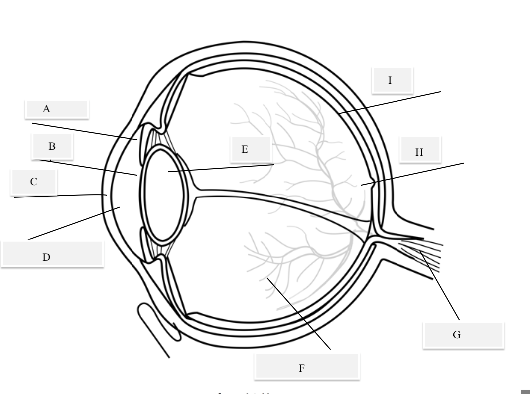 <p>B on the Diagram</p>