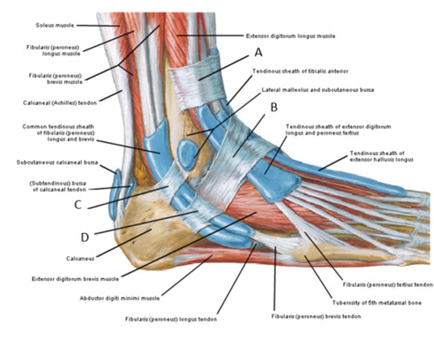 <p>peroneus longus + brevis</p>