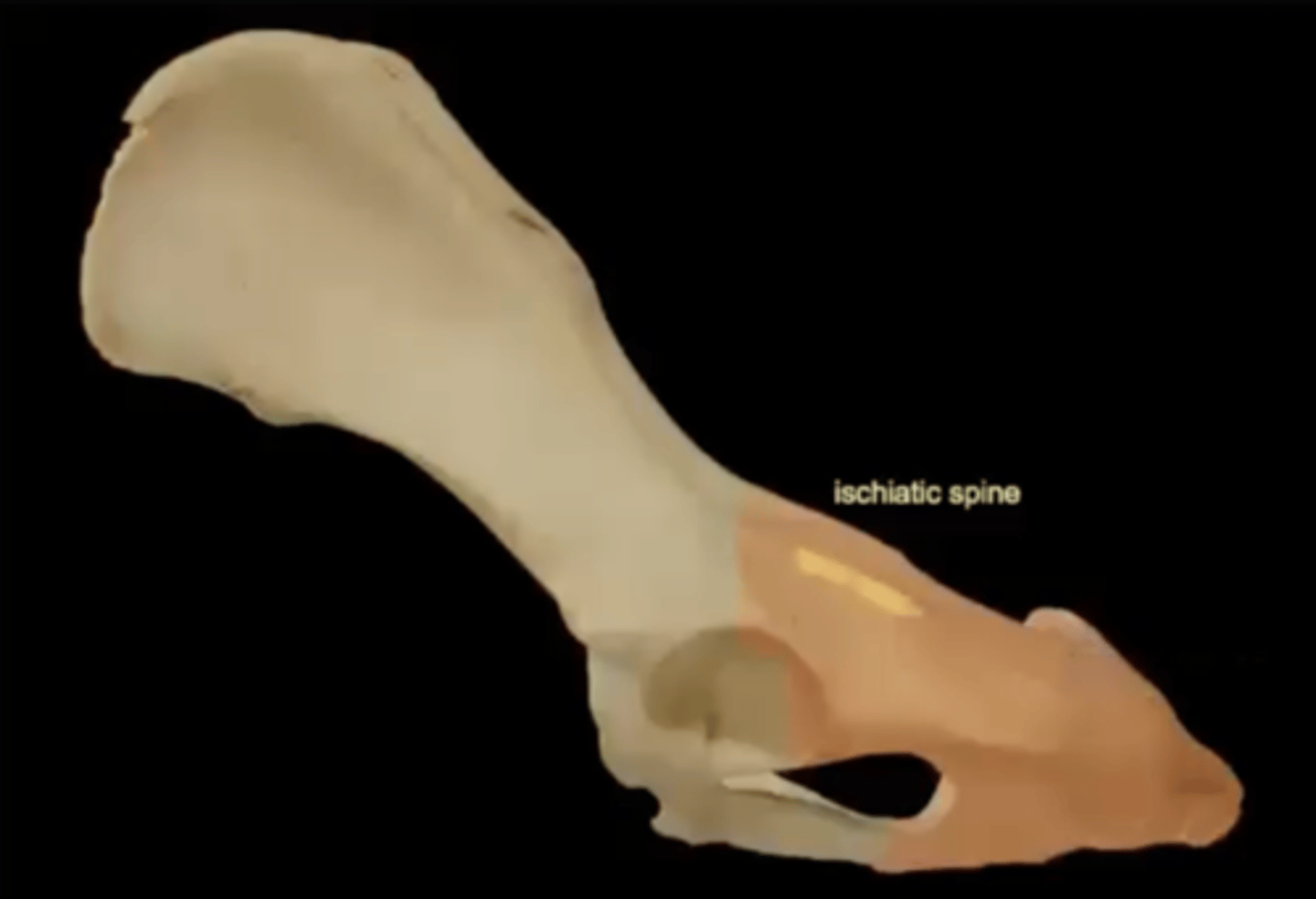 <p>a bony projection on the ischium that is located between the greater and lesser sciatic notches</p>