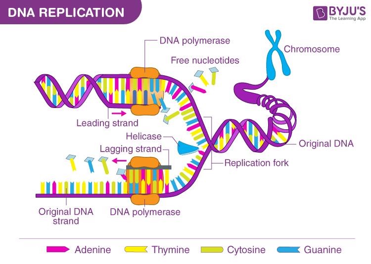 <p>A process where DNA makes an identical copy of itself so it’s genetic information can be inherited by daughter cells.</p>