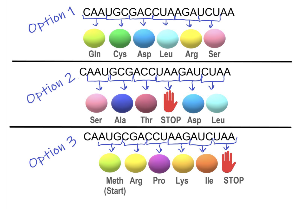 <ul><li><p>mRNA carries the genetic code from DNA in sets of three bases called <strong>codons</strong>.</p></li><li><p>Each codon corresponds to one amino acid, matched by tRNA during translation.</p></li><li><p>Ribosomes read the mRNA and link amino acids together to form a protein.</p></li><li><p>Translation begins with the start codon (AUG).</p></li><li><p>Translation ends with the stop codon (UAA|UAG|UGA).</p></li><li><p>Open reading frame (ORF):</p><ul><li><p>Groupings of codons.</p></li><li><p>There are three possible reading frames on mRNA.</p></li></ul></li></ul><p></p>