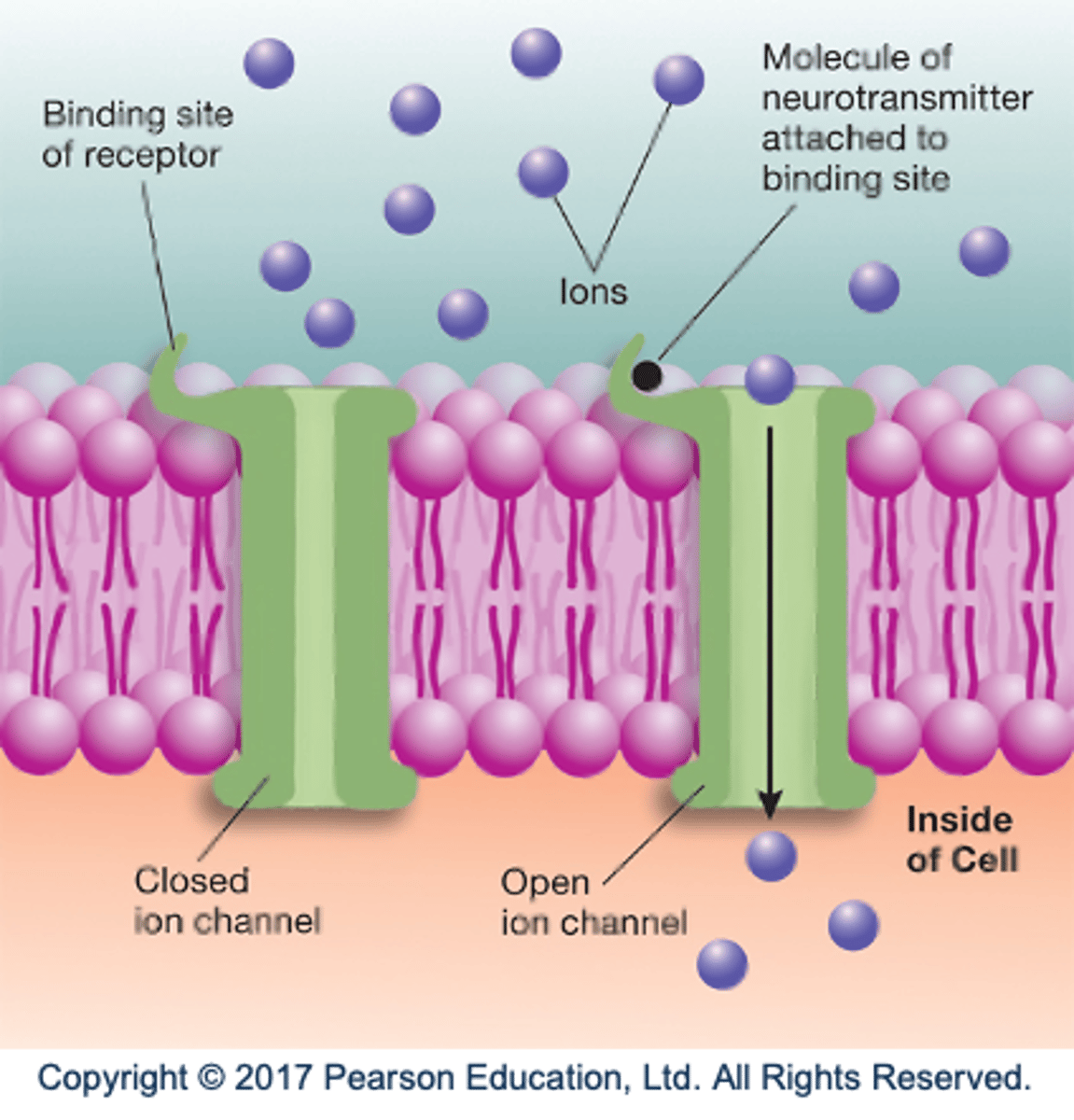 <p>- Contains a binding site and ion channel.</p><p>- Opens when molecule attaches to binding site.</p>