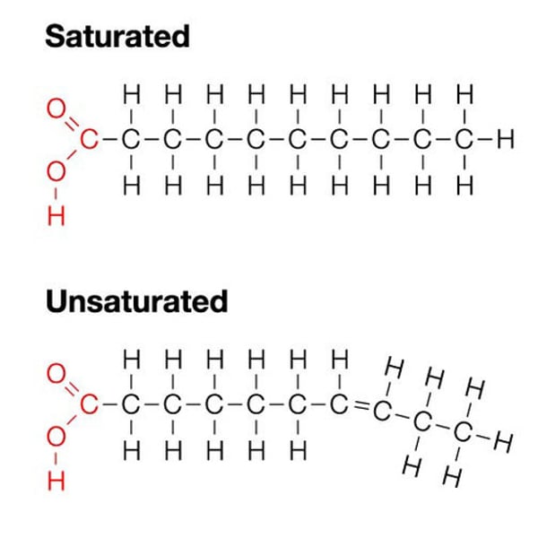 <p>Glycerol + 3 fatty acids = triglyceride (dehydration synthesis)<br><br>Fatty acids can be:<br><b>Saturated</b> = only single C-C bonds, maximum amount of H's making it very stable<br><b>Unsaturated</b> = has double (C=C) or triple bonds (C=C), easier to break down</p>