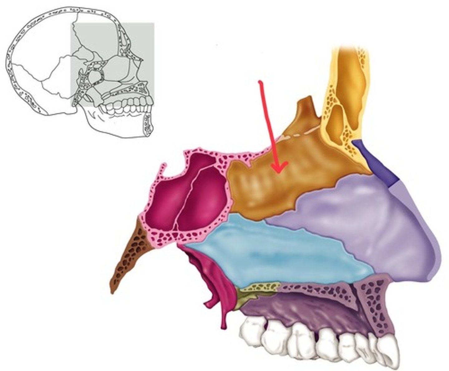 knowt flashcard image