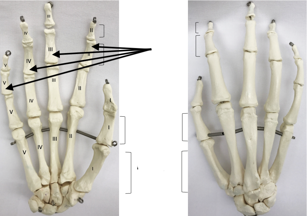 <p>What bones are these?</p>