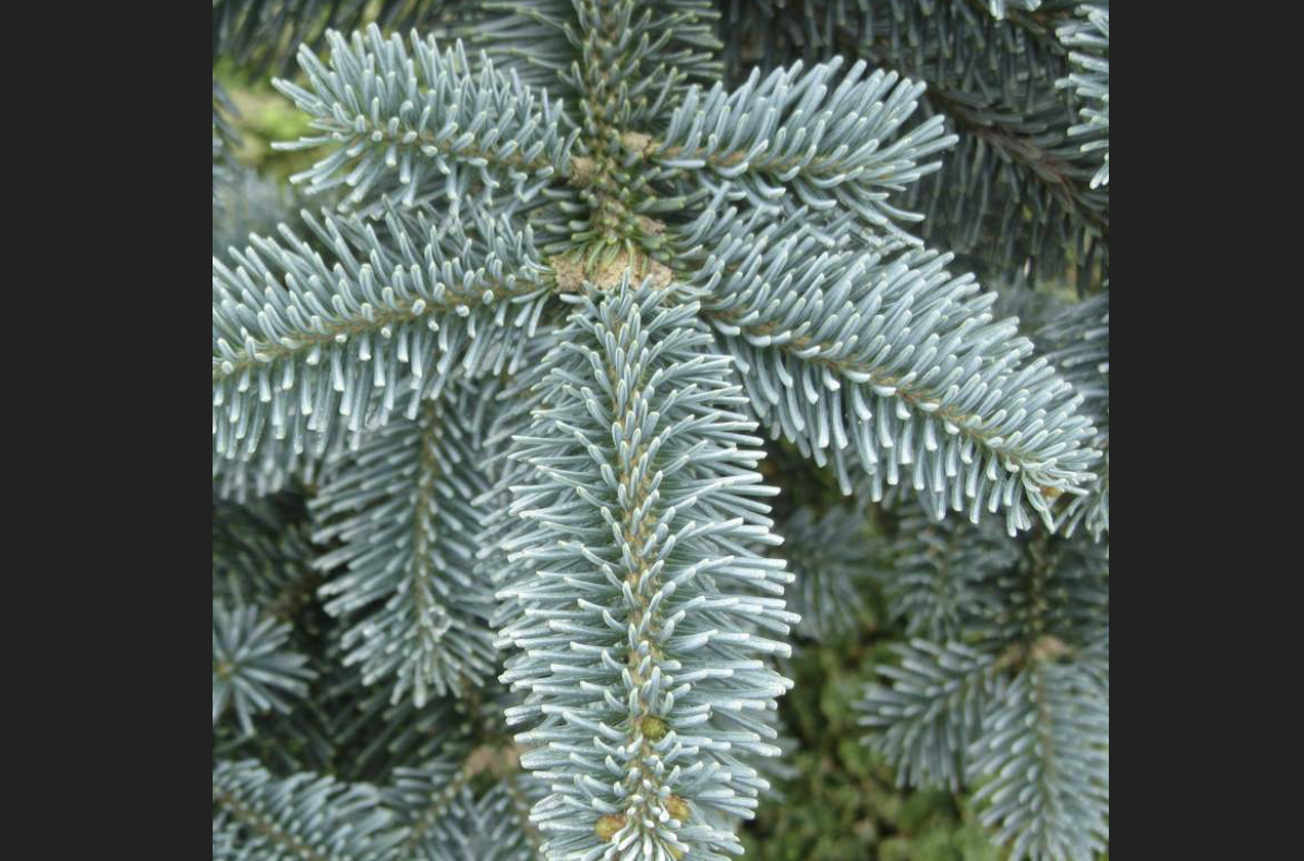 <p>Abies procera</p>