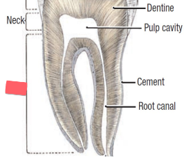 <p>anchors tooth firmly in jaw</p>