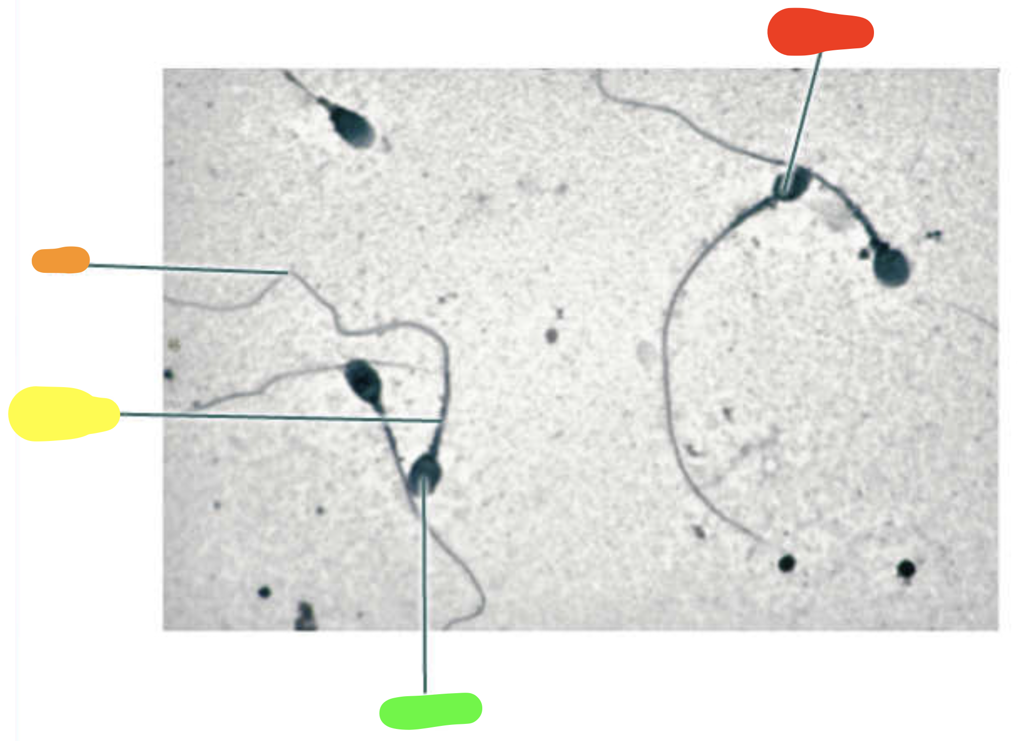 <p>What is this a slide of?</p>