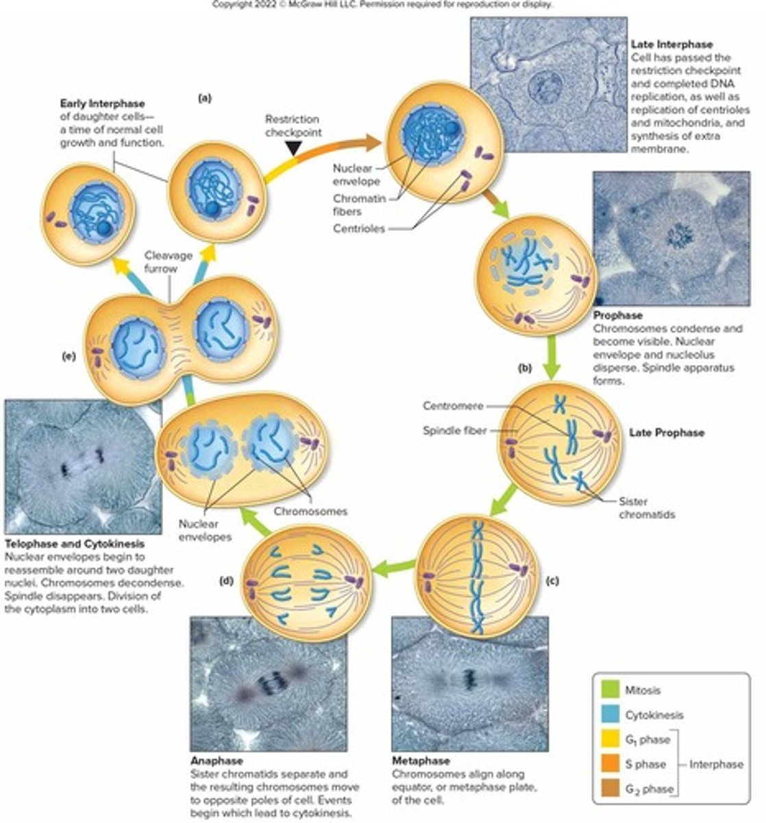 <p>Growth of cell, maintenance of normal functions, and preparation for mitosis and cytokinesis</p>