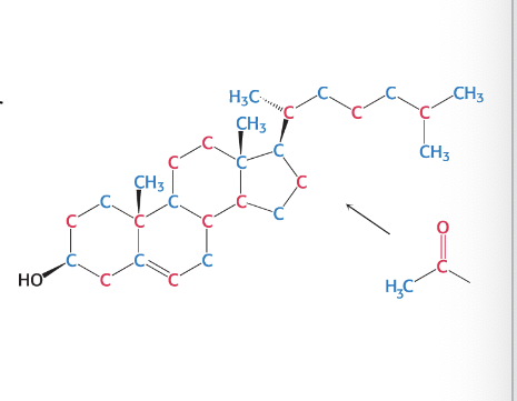 <p>acetyl coenzyme A</p><ul><li><p>27 carbon atoms of cholesterol are derived by <strong>acetyl coA</strong> in 3 stage synthetic process</p></li><li><p>cholesterol can be obtained form the diet or cells can synthesize it de novo (produce from scratch)</p></li><li><p><strong>liver and intestine</strong> are primary sites of cholesterol biosynthesis</p></li><li><p>rate of cholesterol formation is mediated primarily by changes in the <strong>amount and activity of HMG CoA</strong>; the enzyme that catalyzes the synthesis of <strong>mevalonate</strong> (intermediate)</p><ul><li><p>HMG CoA: 3-hydroxy-3-methylglutaryl CoA reductase</p></li></ul></li></ul><p></p>