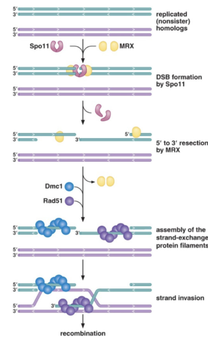 <p>Dmc1, a meiosis-specific homolog of RecA.</p>