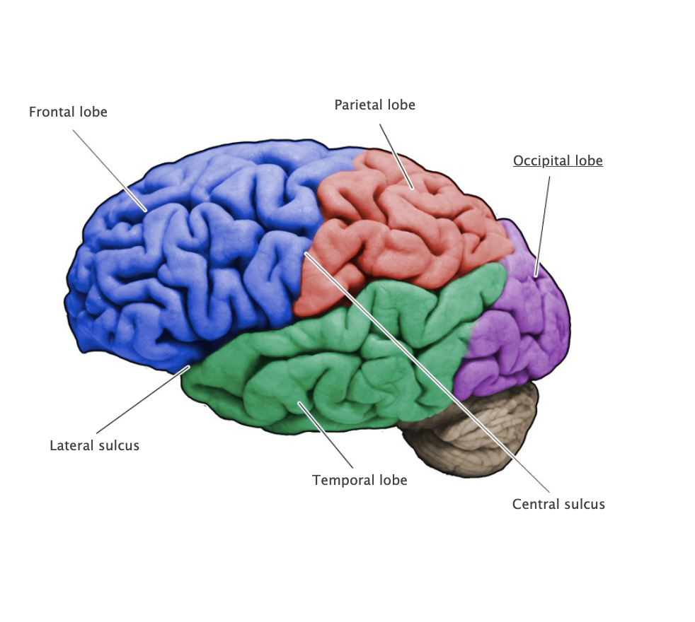 <p>Most posterior of the four lobes of the cerebral hemisphere and is primarily involved in visual functions.</p>