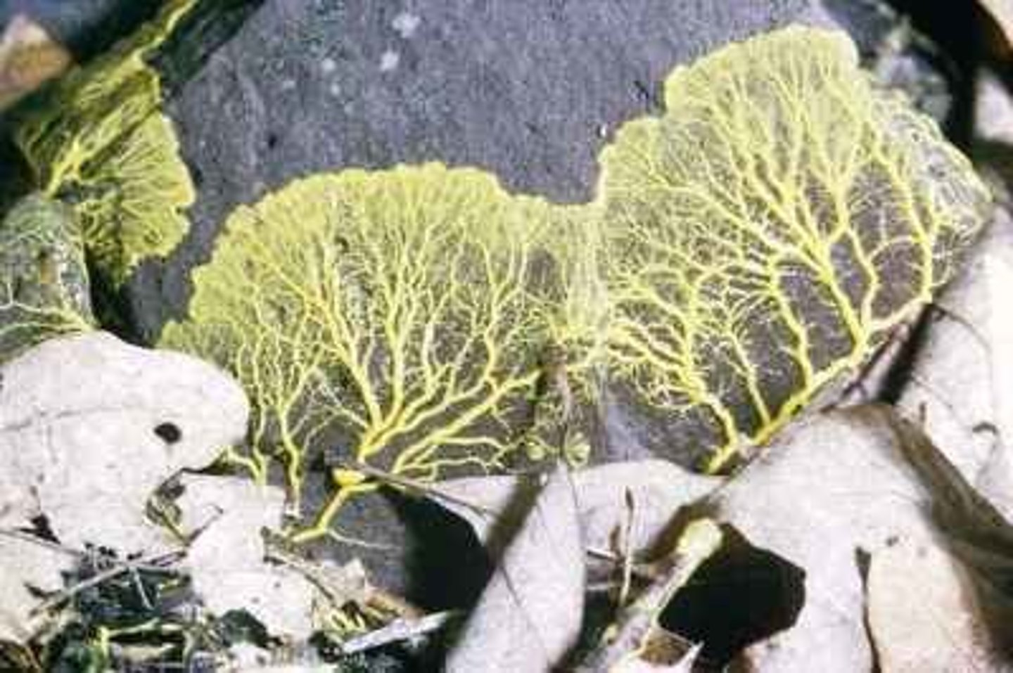<p>(favorable conditions form of plasmodial slime molds) multinucleate mass of protoplasm</p>