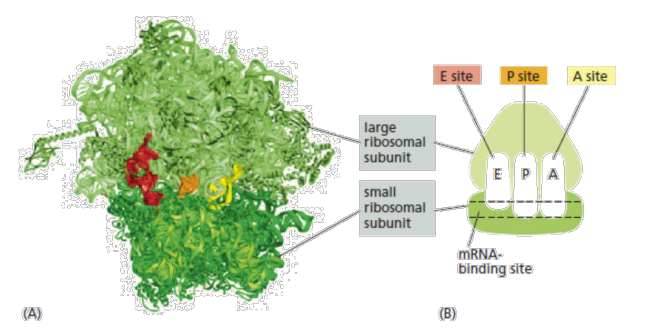 <p>Ribosome domains: binding site for an mRNA molecule + three binding sites for tRNA molecules, called the A site, the P site, and the E site</p>