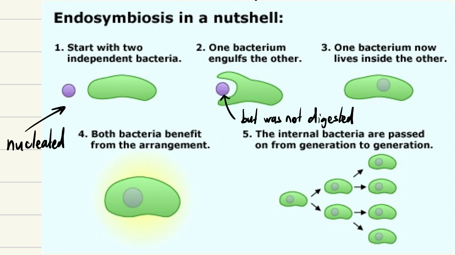 <ol><li><p>Start with two independent bacteria</p></li><li><p>One bacterium engulfs the other</p></li><li><p>One bacterium now lives inside the other (nucleated, but not digested)</p></li><li><p>Both bacteria benefit from the arrangement</p></li><li><p>Internal bacterial are passed on from one generation to another.</p></li></ol><p></p>
