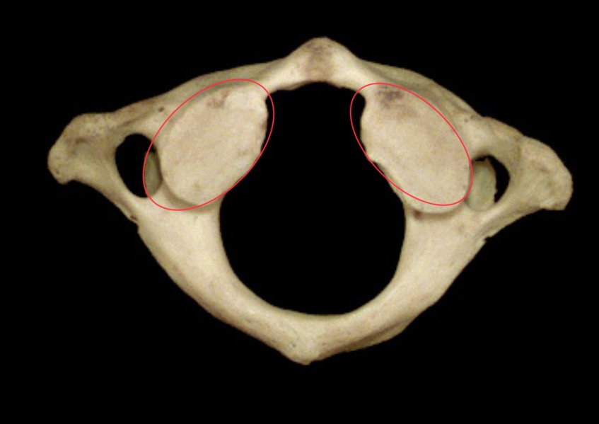 <p>What are these structures?</p>