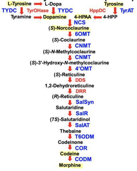 <p>1) tyrosine is converted to dopamine and 4-HPAA<br>2) dopamine and 4-HPAA are combined to form Norcoclaurine<br>3) 11 more steps to get codeine<br>4) CODM converts codeine to morphine</p>