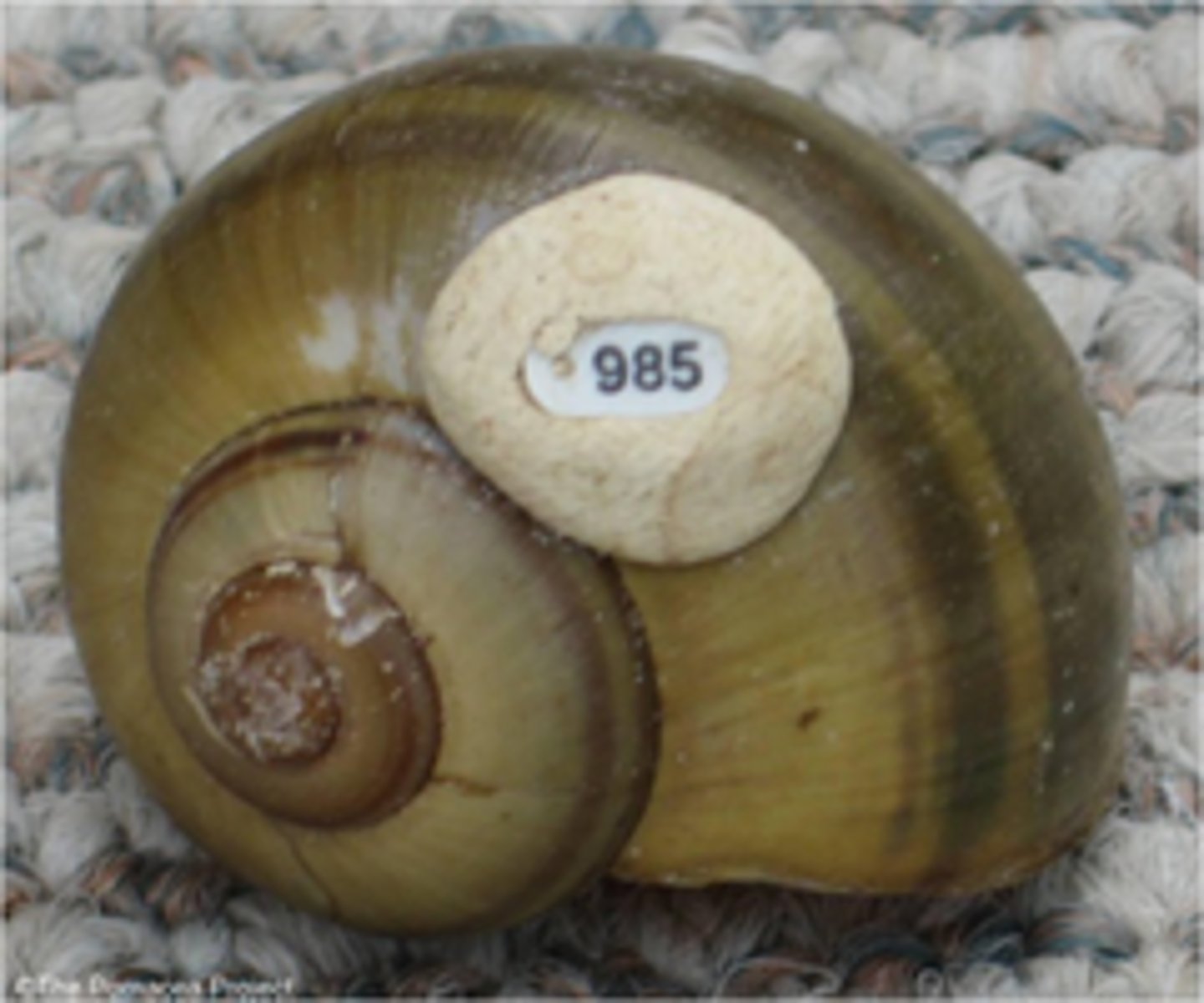 <p>This shell is ____(ed) with 985.</p>