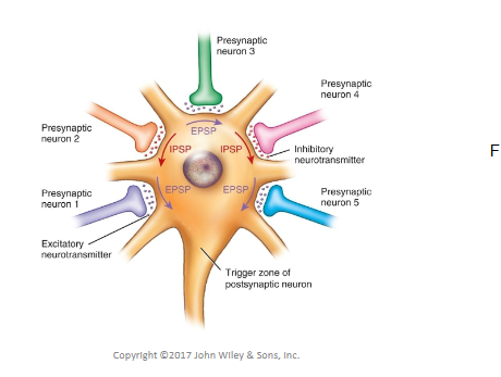 <ul><li><p>junction between the axon terminal of a lower neuron & individual muscle fiber</p></li></ul><p></p>
