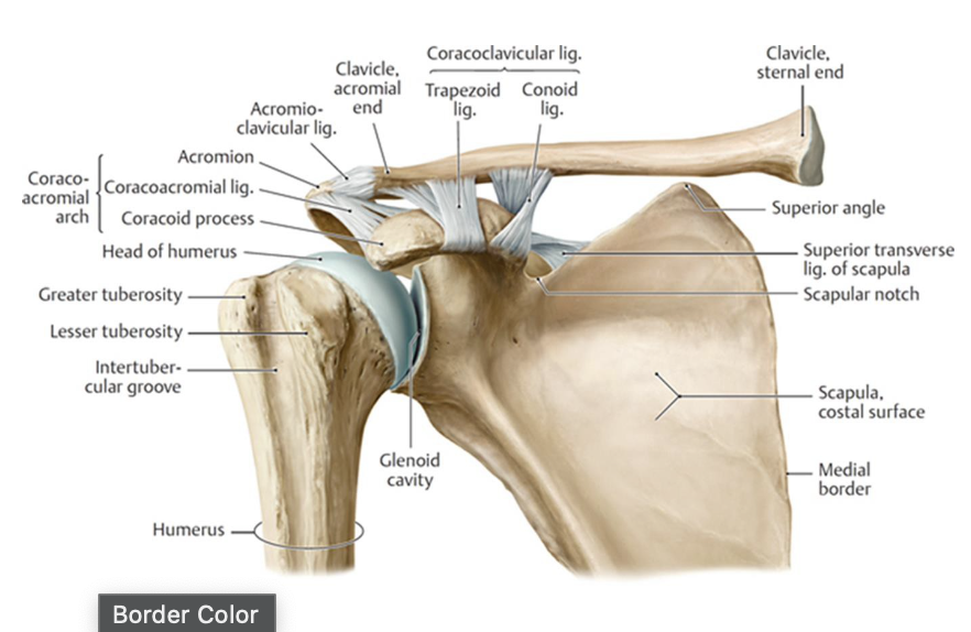 <p>greater tuberosity of humerus bumps into acromion; whereas when thumb up, greater tuberosity is posteriorly rotated so it is posterior to acromion.</p>