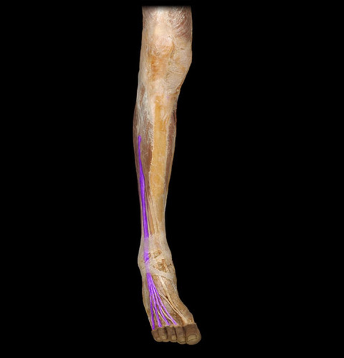 <p>extends toes</p><p>Anterior side, connects to toes</p>