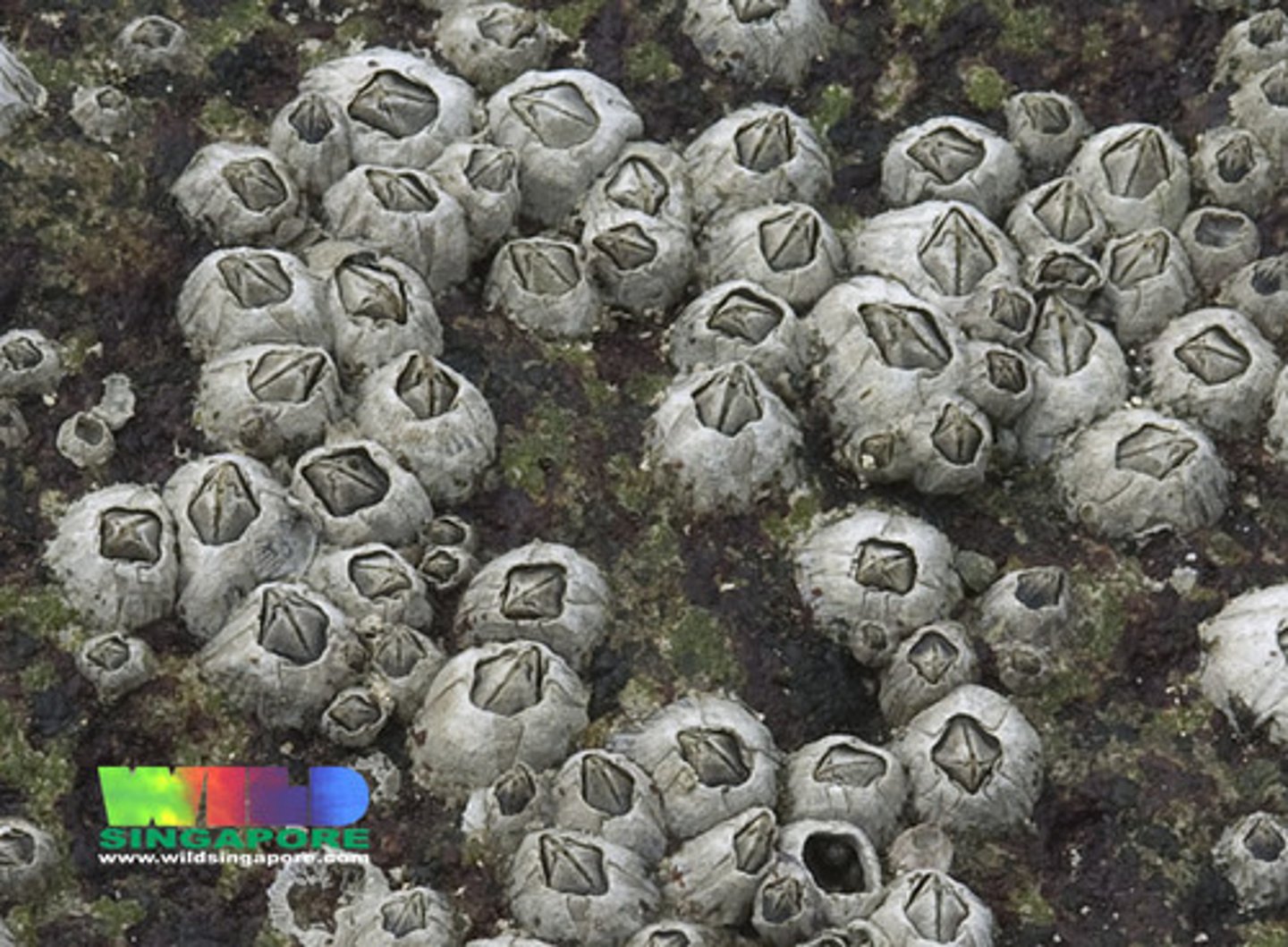 <p>extremely abundant<br>prefor littoral and sublittoral zones<br>exclusively marine<br>some are parasites<br>sessile suspension feeders</p>