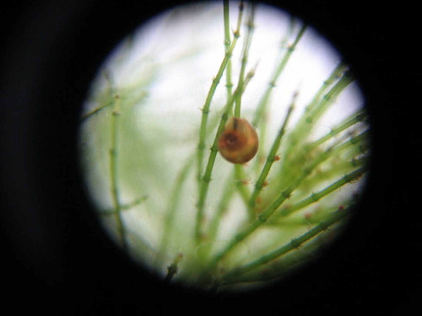 <p>A miniature world or universe; a group or system viewed as the model of a larger group or system</p><p>SYN: epitome, world in little</p><p>ANT: macrocosm, cosmos, totality</p>