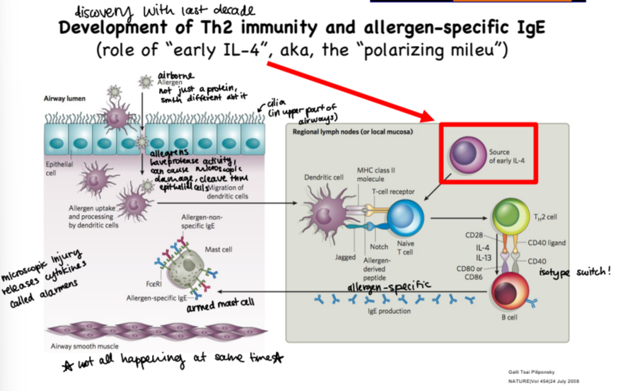 <ul><li><p>these allergens have protease activity, it gets through epithelial cells lining the airway lumen cleaving through epithelial cells and causing microscopic damage</p></li><li><p>allergen uptake and processing done by dendritic cells, once they have it they migrate to the nearest lymph node</p></li><li><p>in the lymph node, DC binds with TcR on naive T cell, which then differentiates to Th2 cell</p></li><li><p>primed Th2 cell binds to B cell which switches isotype to make allergen-specific IgEs</p></li><li><p>IgEs bind to mast cell, arming it and allowing it to respond to allergen in airway tissue</p></li></ul><p></p>