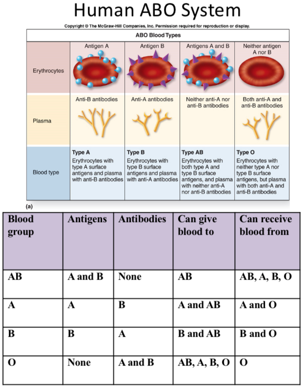 <p>RBC antigens:</p><p>Blood group antigens - inherited</p><ul><li><p>Glycolipids or glycoproteins on surface of RBCs</p></li><li><p>Function largely unknown&nbsp;</p></li><li><p>Vary in structure an antigenicity&nbsp;</p></li><li><p>No common system between species</p></li></ul><p></p><p>Human blood system:</p><ul><li><p>A and B antigens on surface of RBCs</p></li><li><p>Natural antibodies in plasma to RBC antigens</p><ul><li><p>IgM isotype&nbsp;</p></li><li><p>Antibodies to blood group antigens are present without previous exposure</p></li><li><p>Cross reactive epitopes with bacteria that colonize GI tract</p></li></ul></li></ul><p></p>