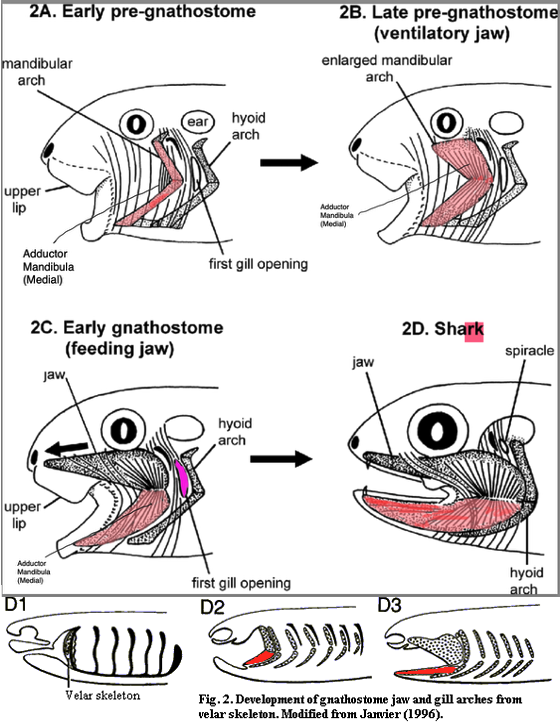 <p><strong>jaws derived from branchial arches</strong></p><p></p><p>jaws and paired appendages, including fins in fishes and limbs in tetrapods.</p>