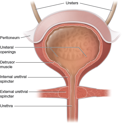 <p>The <strong>external urethral sphincter</strong>, controlled by the <strong>pudendal nerve</strong>.</p>