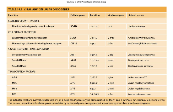 <p>Oncogenes derived from viruses or mutated versions of normal genes that promote cell growth and proliferation, contributing to cancer. </p>
