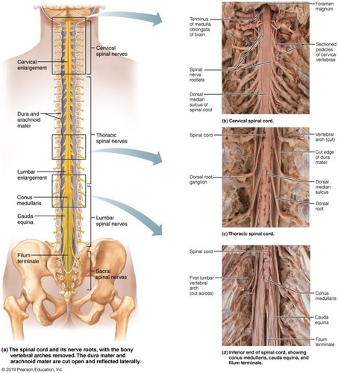 <p>The spinal cord starts at the medulla and ends at L1 or L2 at the conus medullaris.</p>